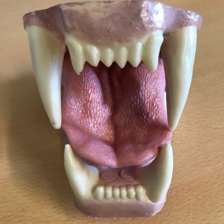 Artificial Jaw Set - Lion