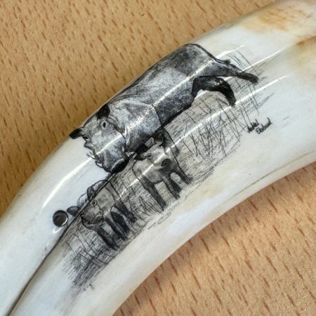 Pieter Annandale Warthog Tusk Scrimshaw